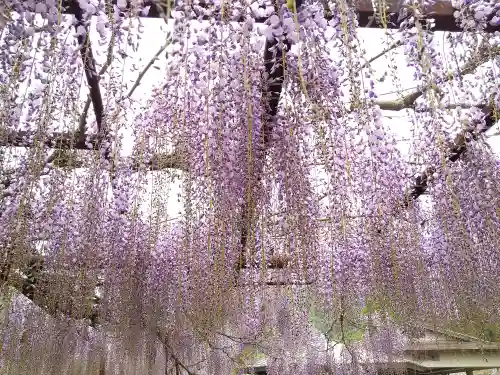 和氣神社（和気神社）の自然