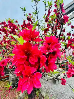 六孫王神社(京都府)