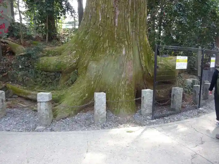 高尾山薬王院の自然