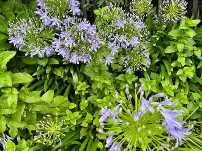 豪徳寺(東京都)