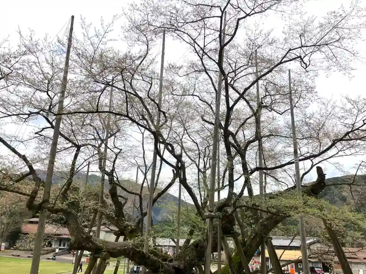 淡墨観音の自然