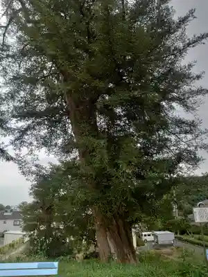 西久保観世音堂の自然