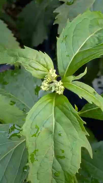 行願寺(革堂)(京都府)