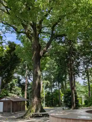 星川杉山神社(神奈川県)
