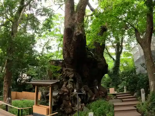 來宮神社の自然