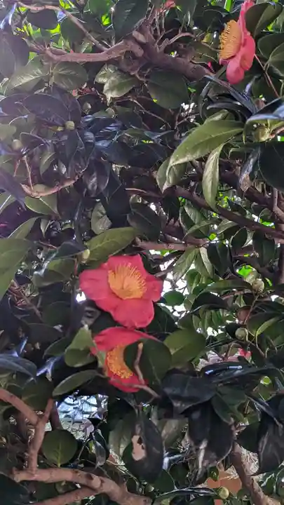 妙蓮寺(京都府)