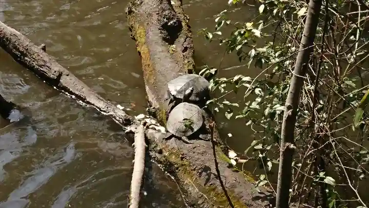 氷川女體神社の動物