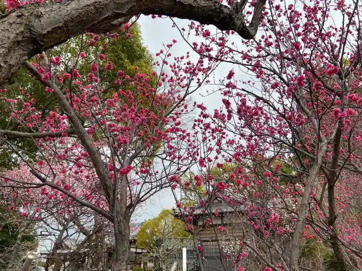 半城土天満神社の自然