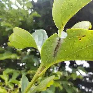 七重浜海津見神社(北海道)(2025年07月24日(木) 08時36分21秒投稿)
