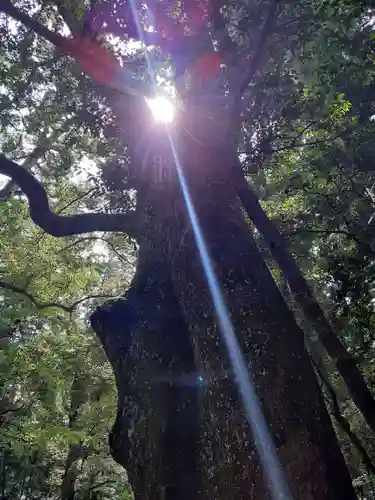 伊勢神宮内宮（皇大神宮）の自然