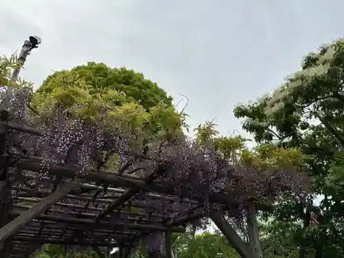 亀戸天神社の自然