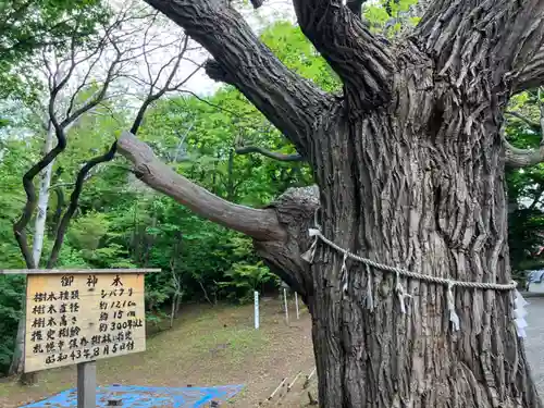 相馬神社の自然