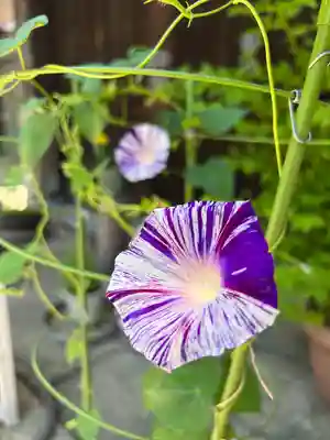 川越八幡宮(埼玉県)