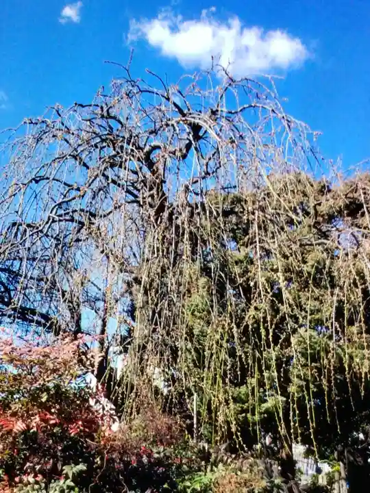 西念寺(東京都)