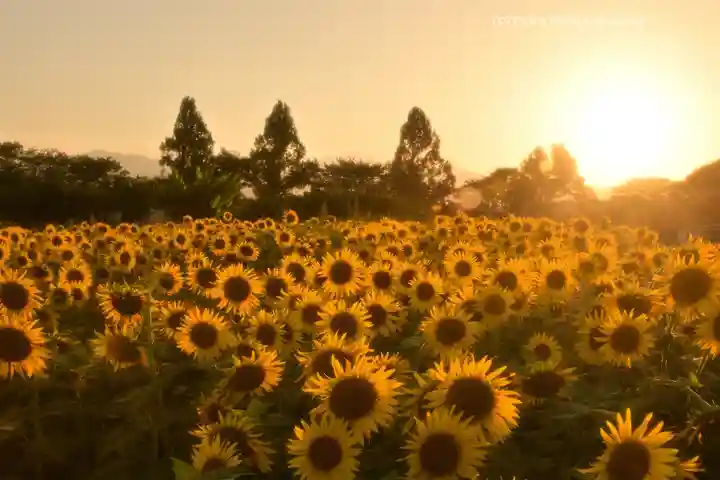 座間神社(神奈川県)