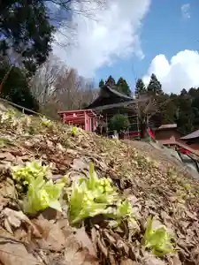 白狐山光星寺の自然(2022年03月28日(月) 19時27分52秒投稿)