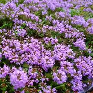 寿量山 速成寺の自然(2022年05月12日(木) 20時28分08秒投稿)