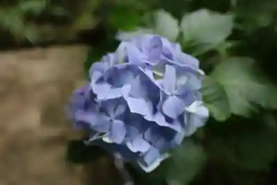 杉本寺(神奈川県)