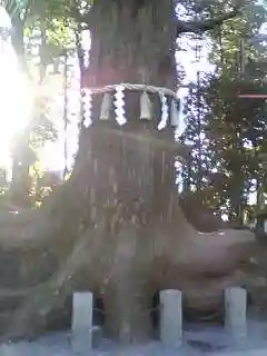 高尾山薬王院の自然