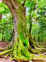 鹿島神宮の自然