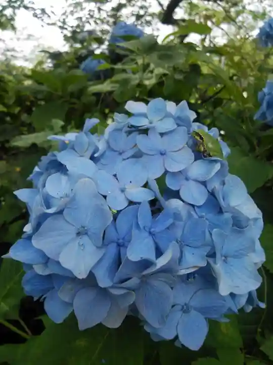 長屋神社の自然