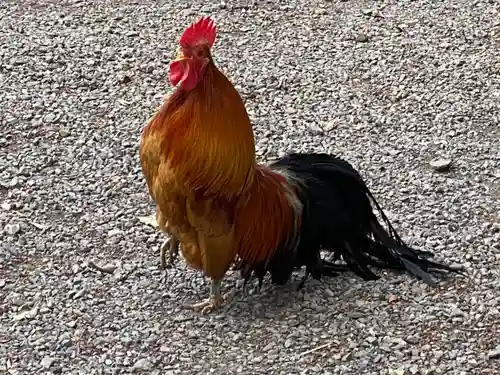 谷保天満宮の動物