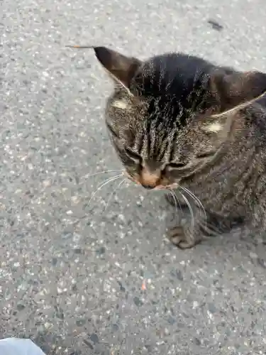 中尊寺の{uncategorized: "未分類", other: "その他", undefined: "問題あり", building: "その他建物", grave: "お墓", sacred_gate: "鳥居", guardian: "狛犬", statue: "像", buddha: "仏像", history: "歴史", nature: "自然", garden: "庭園", animal: "動物", pagoda: "塔", temizu: "手水舎", mountain_gate: "山門・神門", sanctuary: "本殿・本堂", subordinate: "末社・摂社", art: "芸術", scenery: "景色", jizo: "地蔵", ema: "絵馬", goshuin: "御朱印", omikuji: "おみくじ", items: "授与品その他", amulet: "お守り", goshuincho: "御朱印帳", eats: "食事", festival: "お祭り", votive_dance: "神楽", shichigosan: "七五三参", wedding: "結婚式", experience: "体験その他", initially: "初詣", around: "周辺", anti_infection: "感染症対策"}