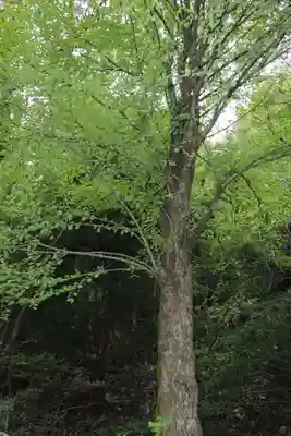 白龍神社(滋賀県)