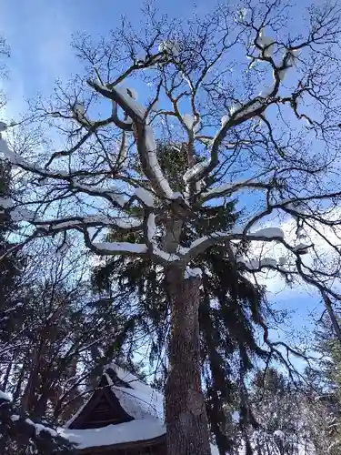 東川神社の自然