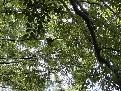 野木神社(栃木県)