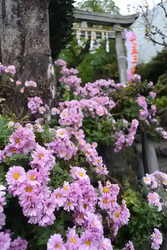 横浜御嶽神社の自然