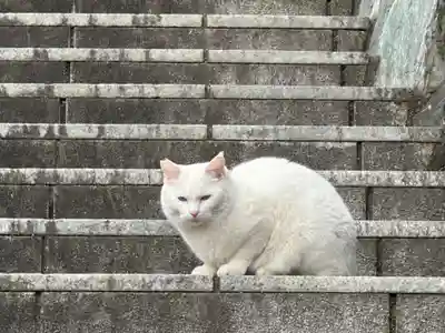 王子神社の動物