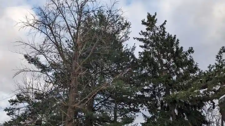 上川神社頓宮の自然