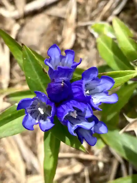 禰固岳神社の自然