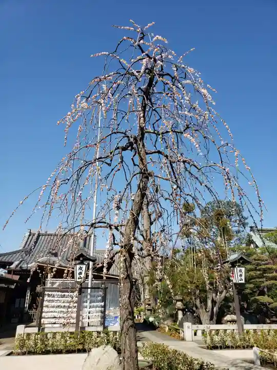 常性寺(東京都)