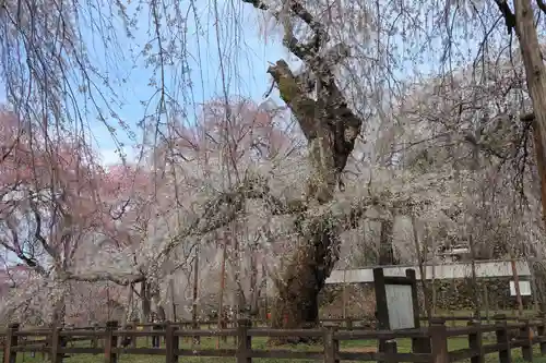 清雲寺(埼玉県)