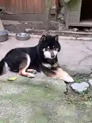 玉野御嶽神社の動物