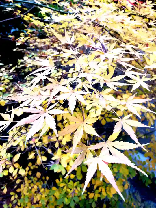 阿佐ヶ谷神明宮の自然