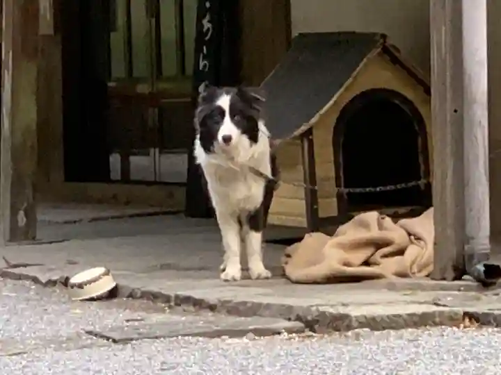 甘南美寺の動物