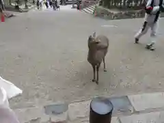 東大寺の動物