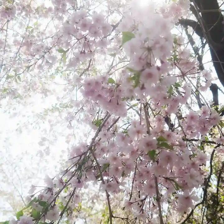 篠ケ谷神社の自然