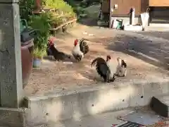 賀露神社の動物