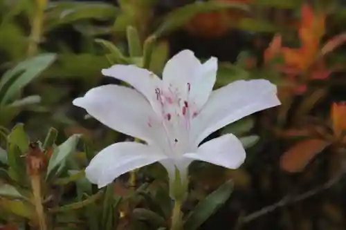 国宝 大法寺の自然