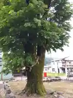 大山祇社(福井県)