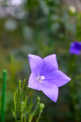 尻岸内八幡神社の自然