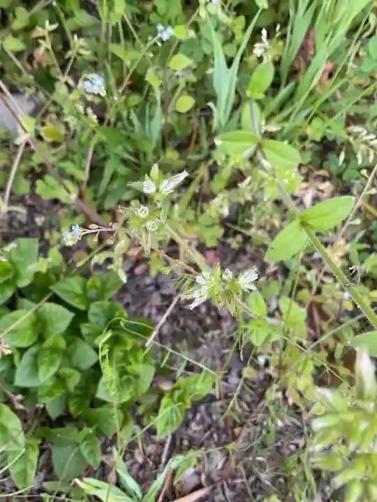 高田波蘇伎神社の自然