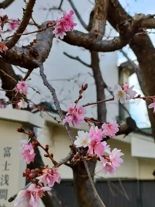 富士浅間神社の自然