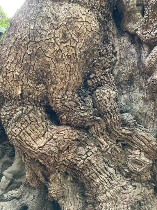 來宮神社(静岡県)