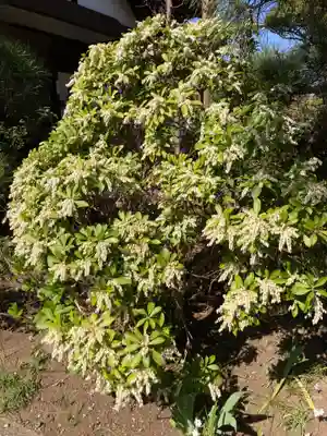 光照寺(神奈川県)