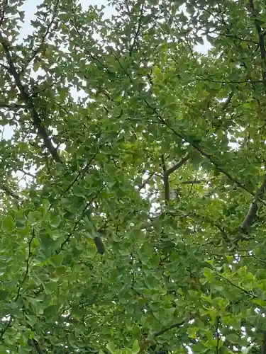 栗木御嶽神社の自然